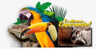 Bg Videos Img - Macaw