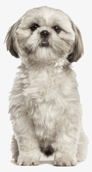 Shih Tzu - Shih Tzu Stock