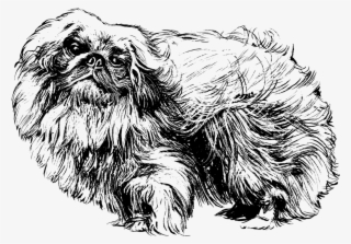 Pekingese Shih Tzu Papillon Dog Chihuahua Pug - Pekingese Clipart
