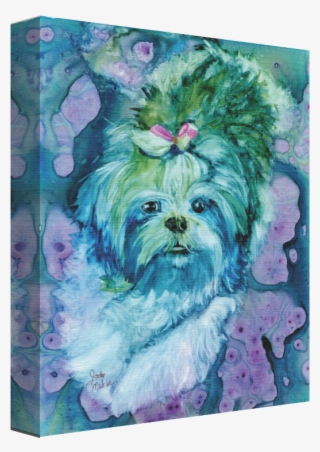 Categories - Maltese