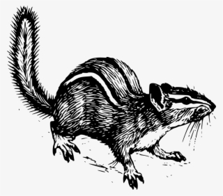 Chipmunk Clipart Small Squirrel - Chipmunk Line Art