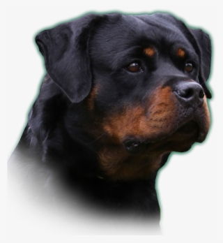 9 / - Rottweiler