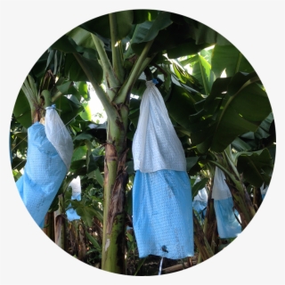 Banana Tree Bag Skirts