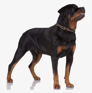 Rottweilers Are A Relatively Healthy, Disease-free - Crossbreed Of Rottweiler And Snow Siberian