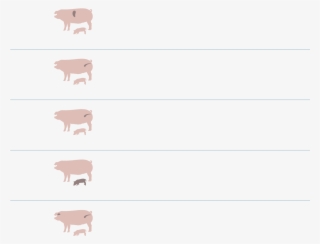 Reinventing The Pig, And Causing Pain - Domestic Pig