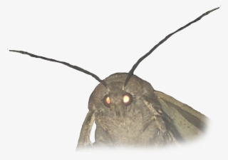 Animalmoth - Moth Meme White Background