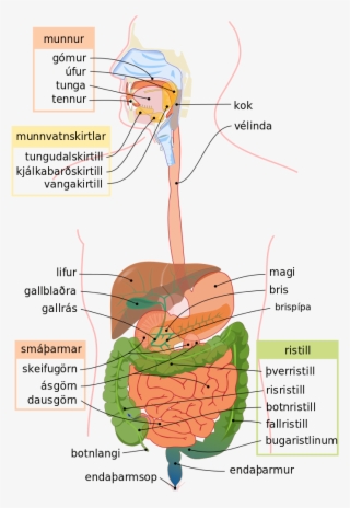 Digestive System Diagram Is - Aparato Digestivo En Ingles