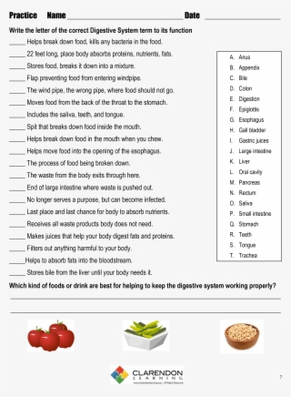 S-the Digestive System - Plaza De San Marcos