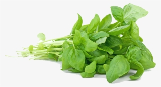 ‹ › - Aniseed Flavoured Herbs