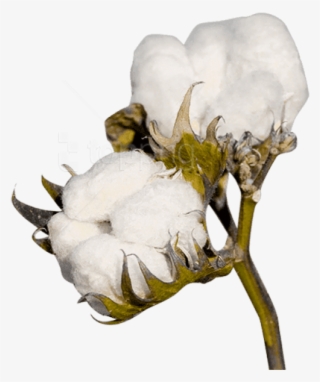 Free Png Download Cotton Plant Clipart Png Photo Png - Cotton Png