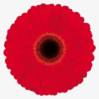 Darling® - Barberton Daisy