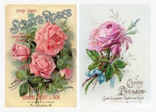 Decoupage Rice Paper A3 - Scotts Roses