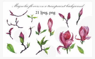 Id 40488 In Illustrations 1 0 - Tulip