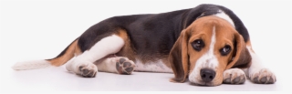 Beagle Png - Transparent Beagle