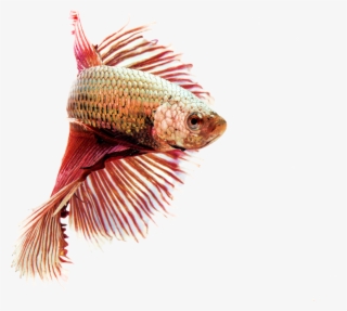 Goldfish Koi Aquarium Transprent Png Free Download - Cute Fish Pond Creatures