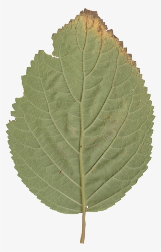 Nature Leaves - Canoe Birch