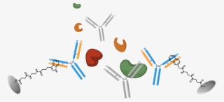 Antibody Purification - Graphic Design