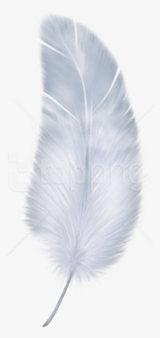 Free Png Feather Png Images Transparent