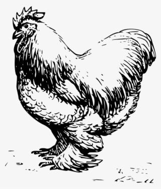 Drawn Chicken Chicken Feather - Cochin Chicken Drawing