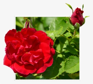 Rosas Rojas Png - Hybrid Tea Rose