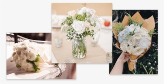 Rosas Blancas - Garden Roses