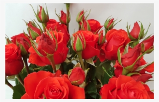 Victorian Orange Fall Collection - Floribunda