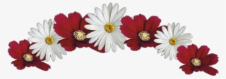 #flower #crown #red #white #jhyuri - Marguerite Daisy