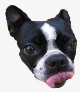 Quick Png Cutout - Boston Terrier