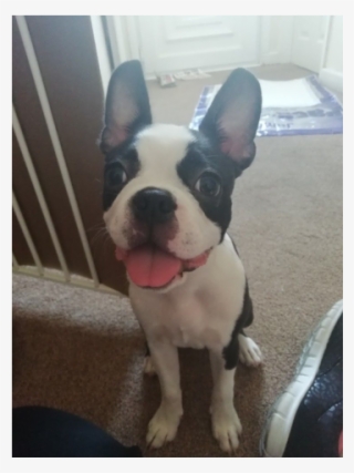 Boston Terrier Girl For Sale - Boston Terrier