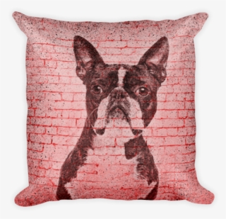 Boston Terrier