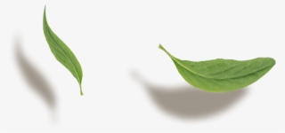 Yandeks - Fotki - Mock Orange