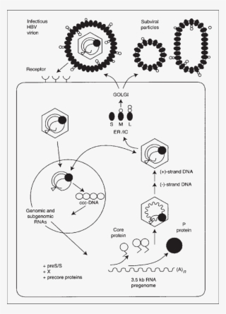 850 X 1183 2 - Diagram