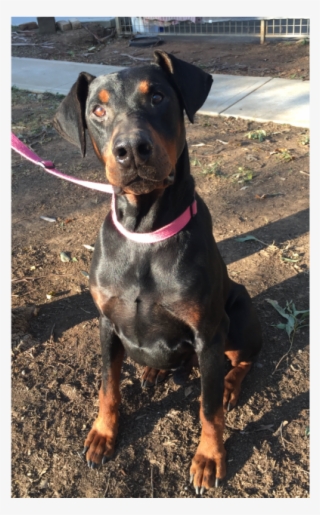 Donate To Petrescue - Guard Dog