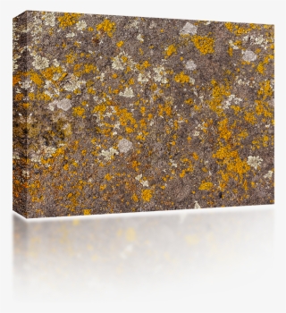 Moss Texture Png