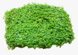 Baby Tears - Moss