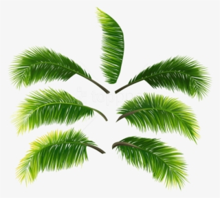 Free Png Download Palm Leaves Clipart Png Photo Png - Roystonea