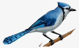Realistic Blue Jay Drawings