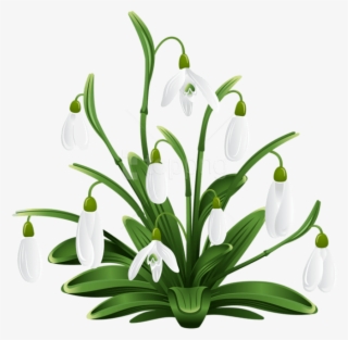 Free Png Download Snowdrops Transparent Png Images - Snow Drops Clip Art