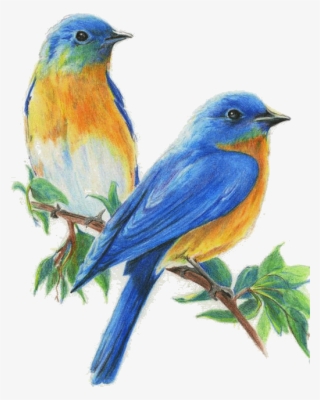 Sivo Premium Colored Pencils, 36 Count - Drawing Birds Colored Pencils