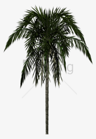 Free Png Download Palm Tree Texture Png Images Background - Palm Tree
