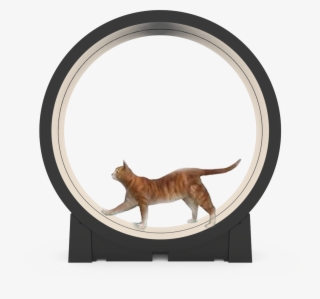 Tabby Cat