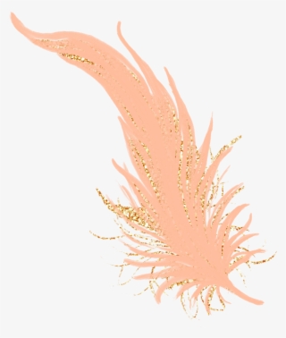 #feathers #feather #pastel #golden #gold #rosegold - Marine Biology