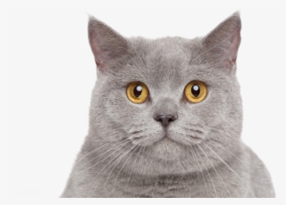 Protection And Care For Your Pet - British Shorthair