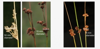 Flowers Are Grouped At The Ends Of Branches - Floral Design