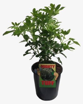 Houseplant