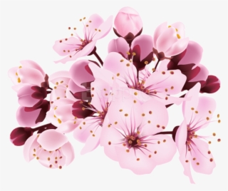 Free Png Download Cherry Blossom Decorative Transparent - Cherry Blossom Transparent Background