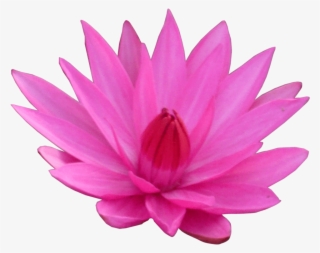Lotus Flower Png Hd Transparent Lotus Flower Hd Png - Lotus Transparent