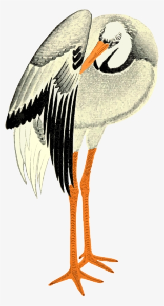 Stork - White Stork