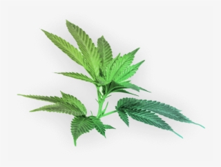 Houseplant