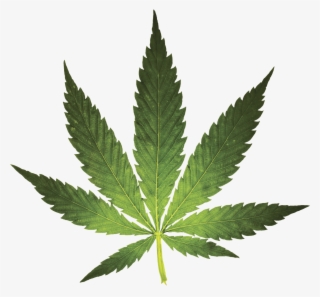 Free The Weed - Weed Leaf Transparent